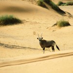 Orxy Gazella in the Namib Desert